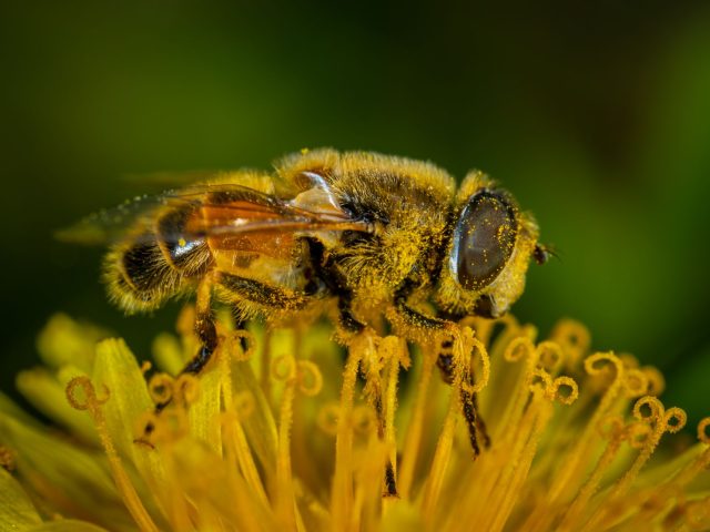 Prévenir les allergies saisonnières : conseils pratiques